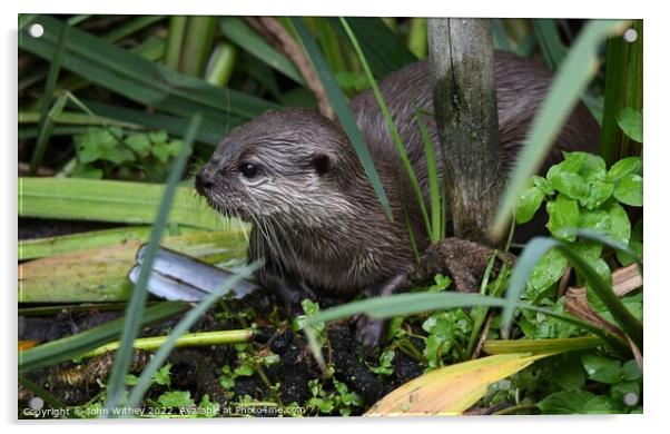 Asian small-clawed Otter in the water Acrylic by John Withey