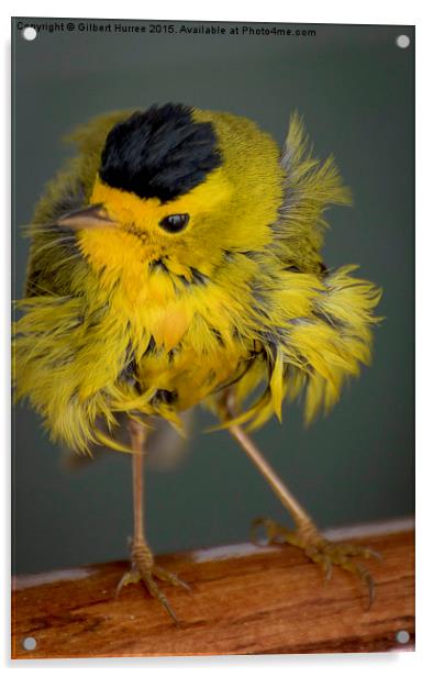  Baby Wilson's Warbler Acrylic by Gilbert Hurree