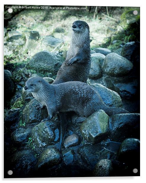  Scottish Otters Acrylic by Gilbert Hurree