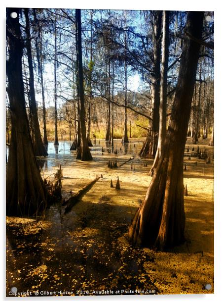 Serene Sojourn: Florida's Corkscrew Swamp Acrylic by Gilbert Hurree