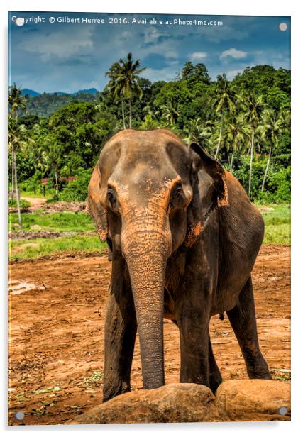 'Sri Lanka's Elephant Haven' Acrylic by Gilbert Hurree