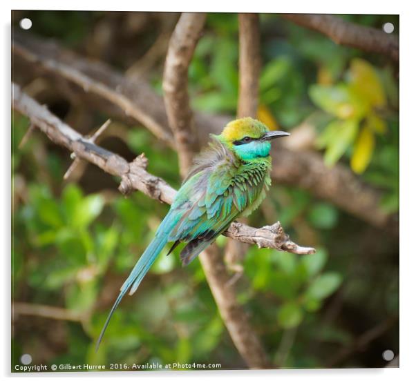 Sri Lanka's Emerald Avian Spectacle Acrylic by Gilbert Hurree