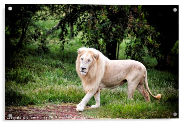 The Elusive White Lion: A Conservation Tale Acrylic by Gilbert Hurree