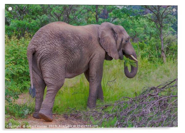Captivating African Elephant in Entabeni Acrylic by Gilbert Hurree