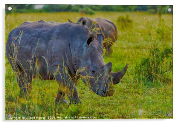 Illustrious African Rhino: Entabeni's Pride Acrylic by Gilbert Hurree