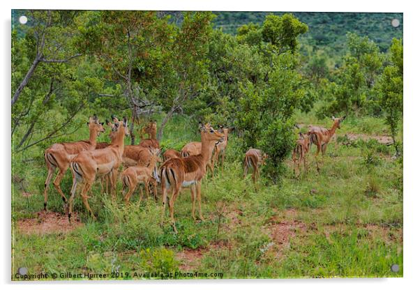 Impala Herd's African Savanna Sojourn Acrylic by Gilbert Hurree