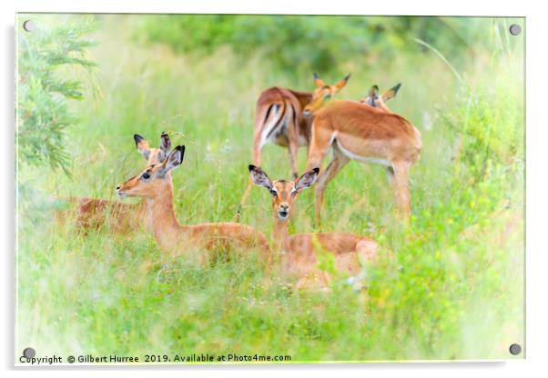 Communal Harmony: African Impalas Unite Acrylic by Gilbert Hurree