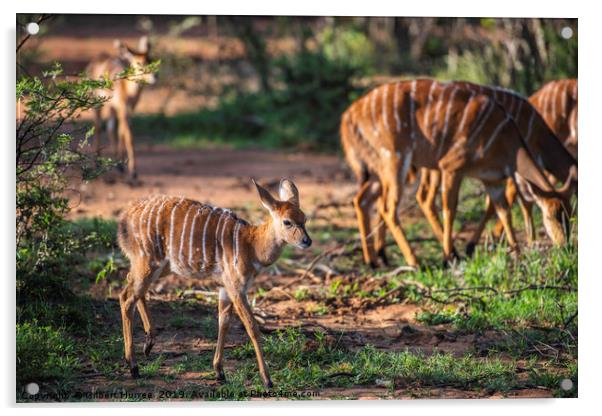 Kudu Antelope Gathering: A Vanishing Wilderness Acrylic by Gilbert Hurree