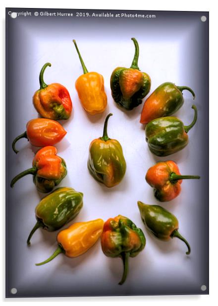 World's Hottest Chillies Acrylic by Gilbert Hurree