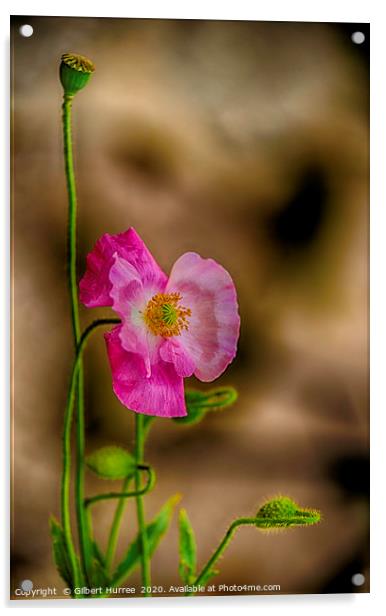 Pink Poppy Acrylic by Gilbert Hurree