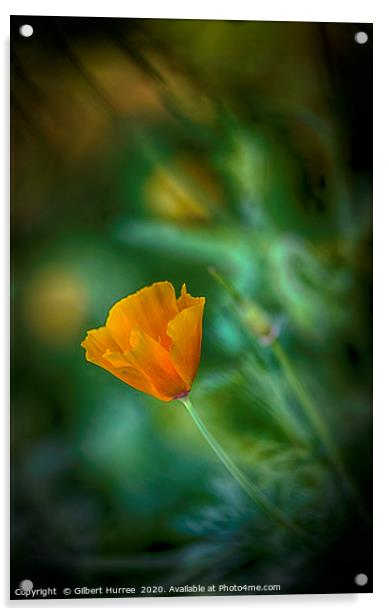California Poppy Acrylic by Gilbert Hurree