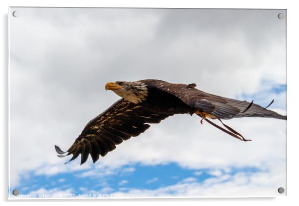 Majestic Eagle Soaring High Acrylic by Adam Clare