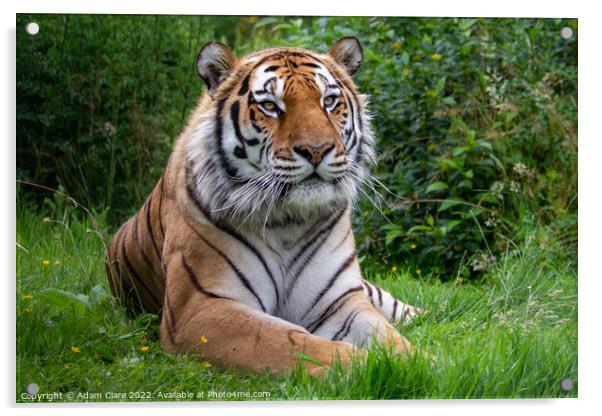 Majestic Bengal Tiger Resting Acrylic by Adam Clare