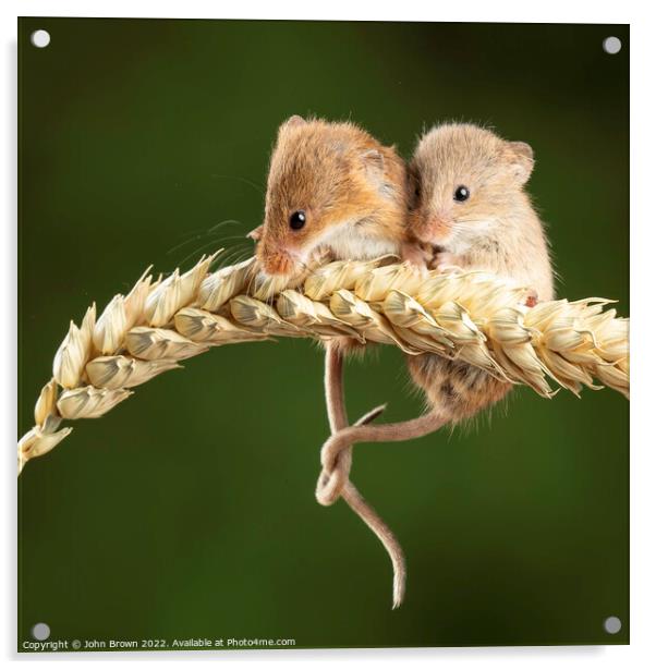 Harvest mice  Acrylic by John Brown