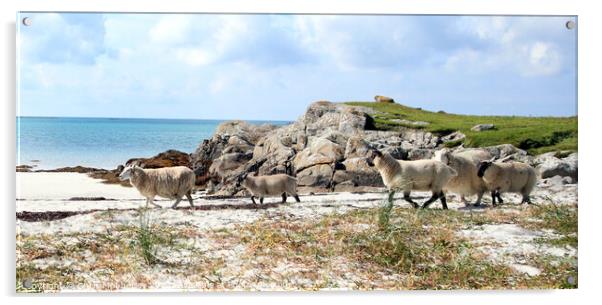 Sheep grazing Scotland  Acrylic by Chris Mobberley