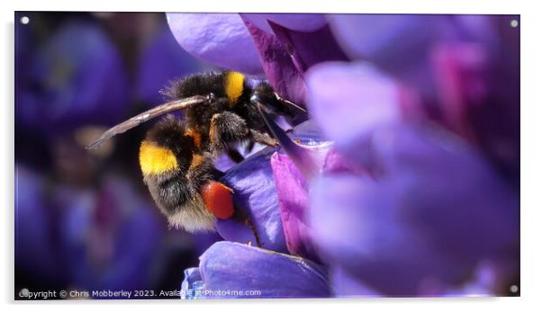 Bee Acrylic by Chris Mobberley