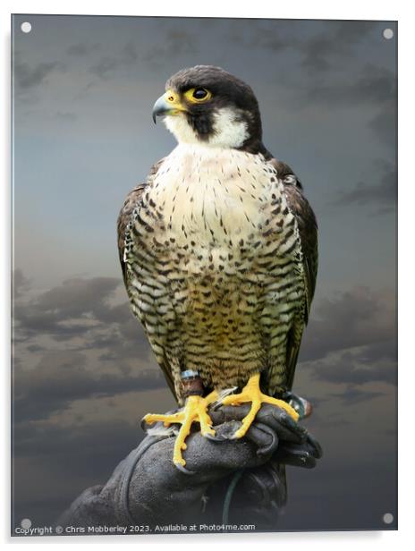 Peregrine Falcon Acrylic by Chris Mobberley