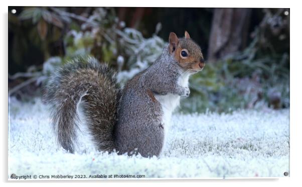 A squirrel in winter Acrylic by Chris Mobberley