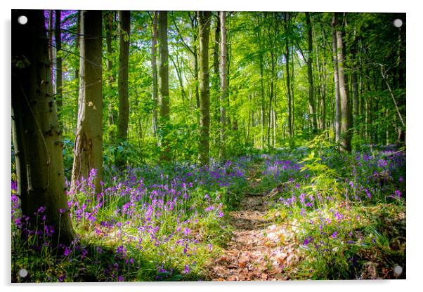 Bluebell Woodland Walk Acrylic by Apollo Aerial Photography