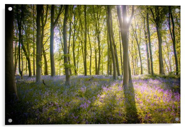 English Bluebell Wood Acrylic by Apollo Aerial Photography