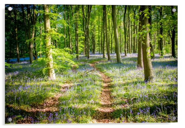 Bluebells In The Woods Acrylic by Apollo Aerial Photography