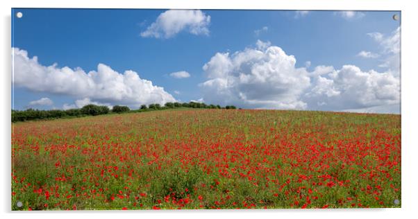 Poppy Field Landscape Acrylic by Apollo Aerial Photography