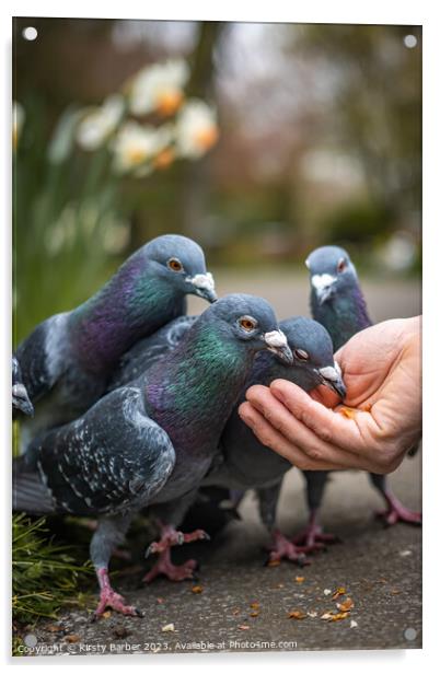 Pigeons feeding from a hand  Acrylic by Kirsty Barber