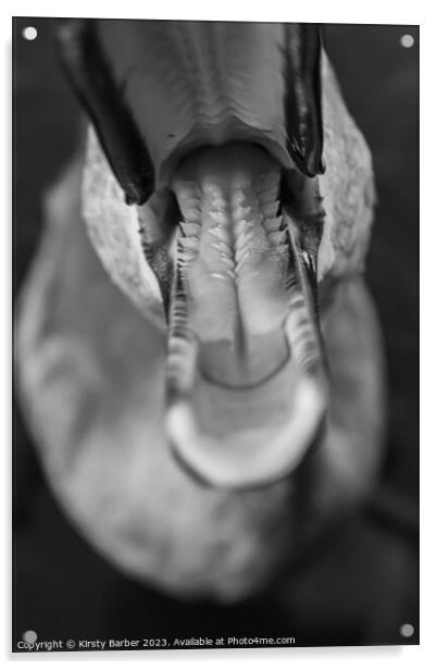 Inside a swans beak Acrylic by Kirsty Barber