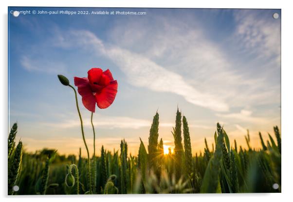Poppy Sunset Acrylic by John-paul Phillippe