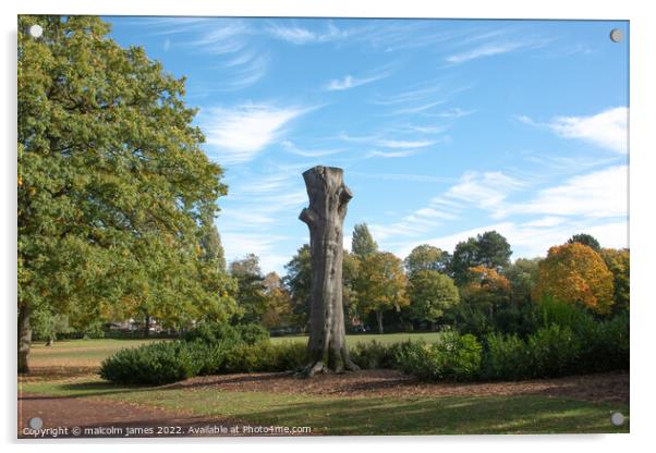 old tree Acrylic by malcolm james