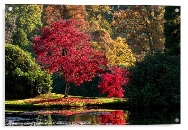 A ripe red maple with a generous sprinkling of leaves like confetti around it.  Acrylic by Sophie Lawrence