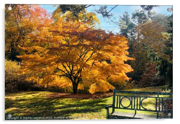 Another glorious acer  with yellow and orange tone Acrylic by Sophie Lawrence