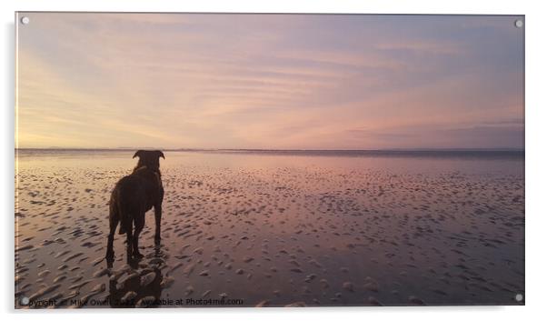 Dog on Beach admiring the sunset Acrylic by Mike Owen
