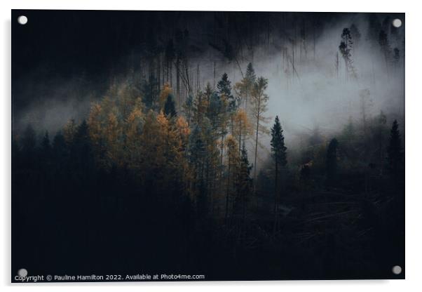 Dark Trees in the Trossachs, Scotland Acrylic by Pauline Hamilton