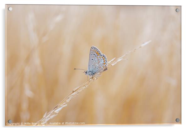 Brown Argus Butterfly Acrylic by Millie Brand
