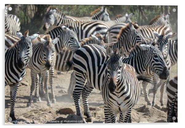 A dazzle of zebras Acrylic by Millie Brand