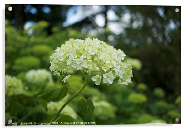 White Hydrangea Flower Acrylic by Zenith Photography