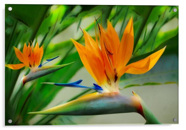 Bird of Paradise Flower Acrylic by Zenith Photography
