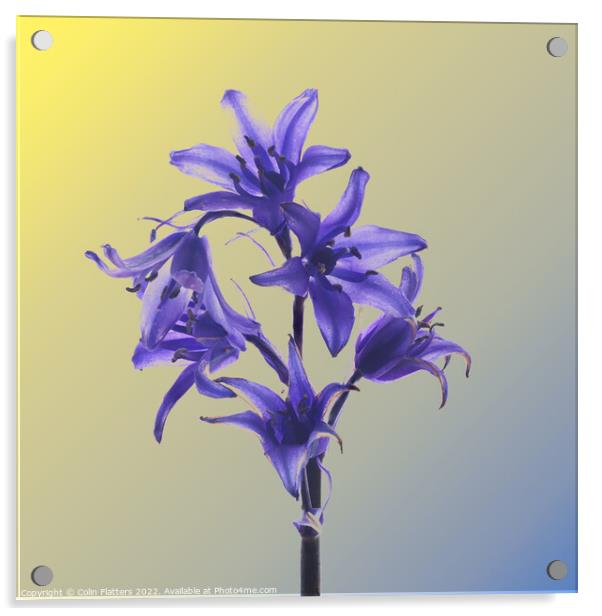 Hyacinthoides hispanica in Colour  Acrylic by Colin Flatters