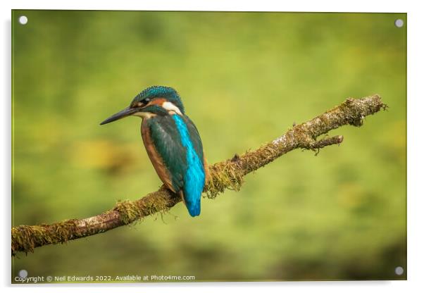 The Kingfisher Acrylic by Neil Edwards