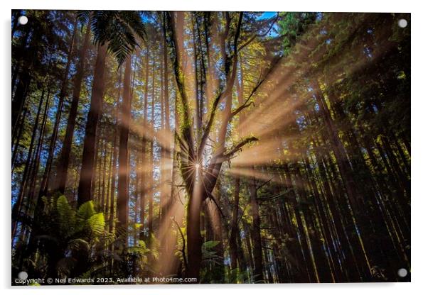 Spectacular sun rays the Otway Ranges Acrylic by Neil Edwards