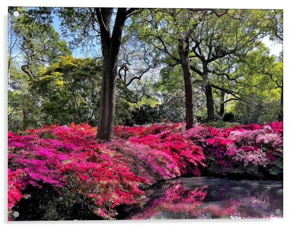 Reflections Isabella Plantation Richmond Park Acrylic by Patrick Mokuzai