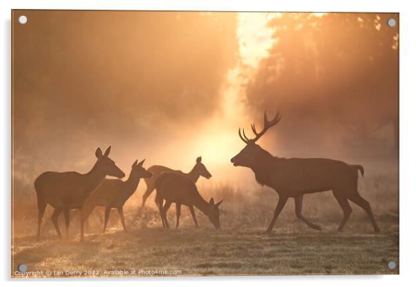 Rutting Red Deer at Sunrise Acrylic by Ian Derry
