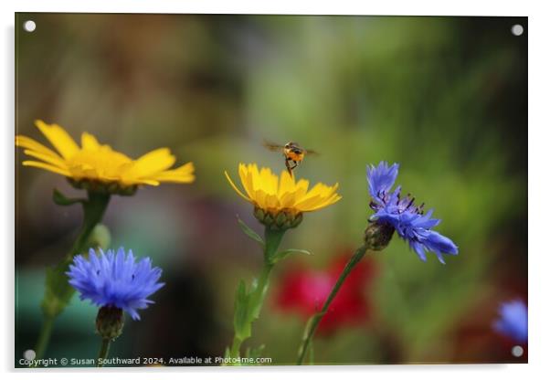 Summer is buzzing Acrylic by Susan Southward