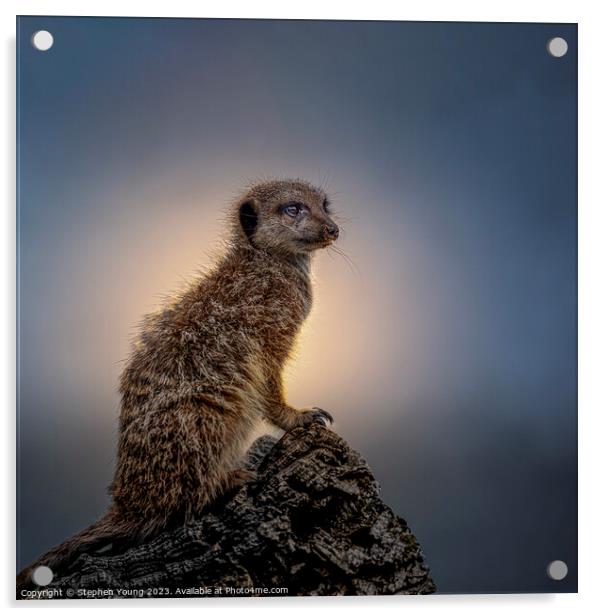 Territorial Meerkat Keeps Watch at Sunset Acrylic by Stephen Young