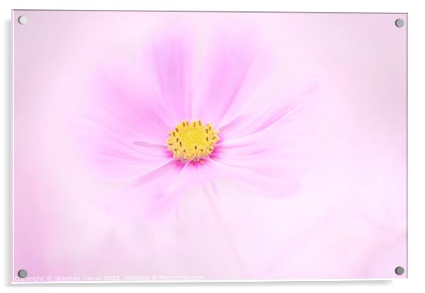 Pink Cosmos Flower Acrylic by Stephen Young
