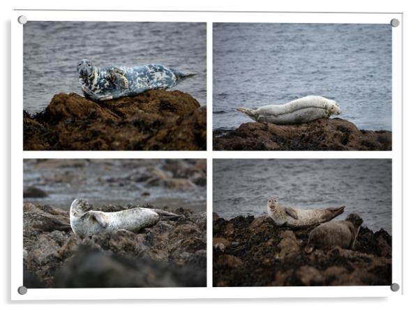 Enchanting Seals of the Scottish North Coast Acrylic by Stephen Young