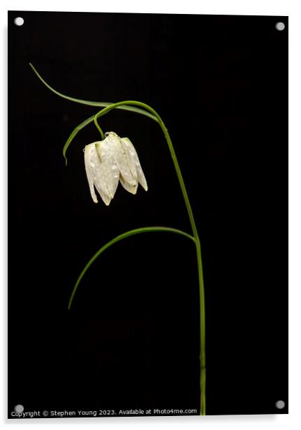 Nature's Drama: Fritillaria on Black Acrylic by Stephen Young