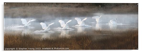 Winter's Grace: Six Swans Landing Acrylic by Stephen Young