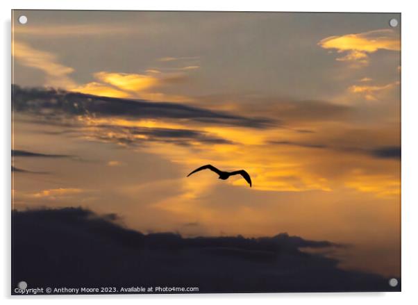 Twilight Flight: A Bird's Aerial Dance Acrylic by Anthony Moore